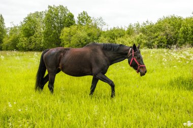 zarif siyah at alanında