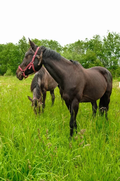 Χαριτωμένο μαύρο άλογο στο πεδίο — Φωτογραφία Αρχείου
