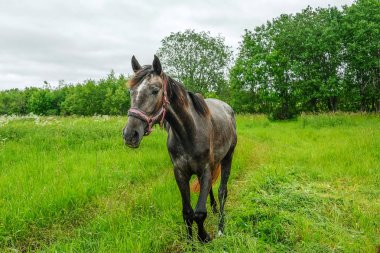 zarif siyah at alanında