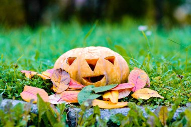 Kabak çim yaprakları arasında parkında Cadılar Bayramı için