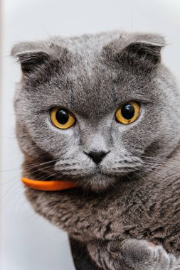 Bir İskoç fold kedi portresi