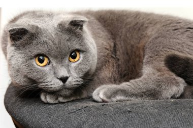 Bir İskoç fold kedi portresi