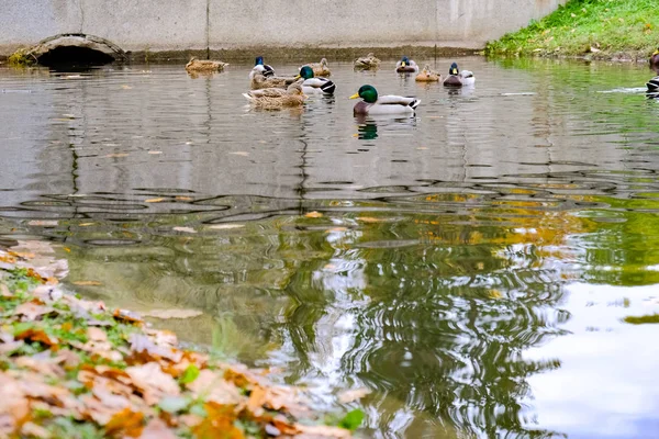 Enten schwimmen im Kanal — Stockfoto