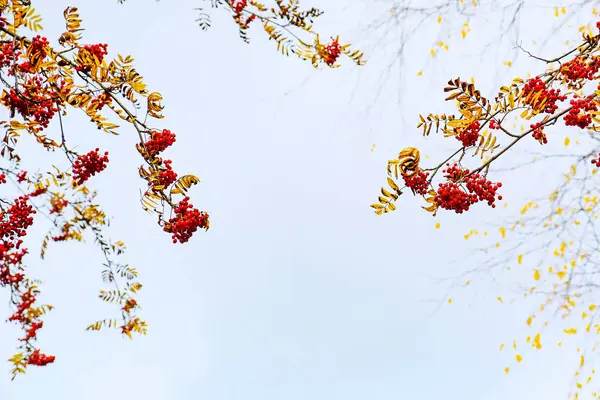 Branches d'un frêne de montagne contre le ciel — Photo