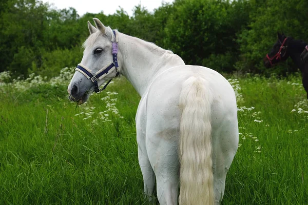 Graceful white horse in a field — Stock Photo, Image