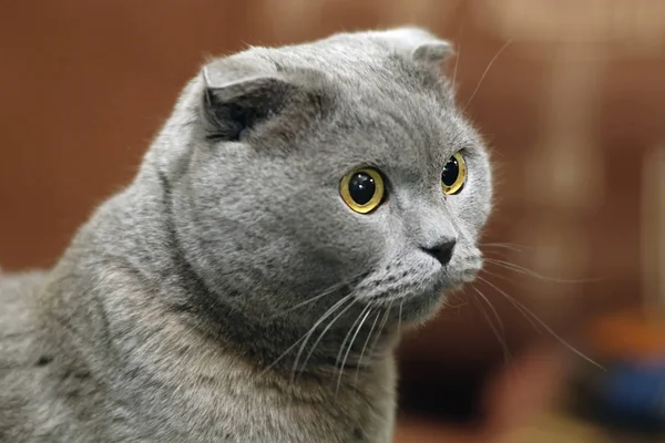 Retrato de un gato escocés plegable —  Fotos de Stock