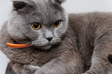 Bir İskoç fold kedi portresi