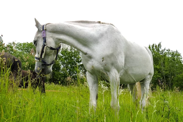 Грациозный белый конь в поле — стоковое фото