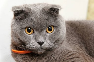 Bir İskoç fold kedi portresi