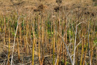 alan Hogweed kurutulmuş