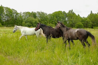 zarif siyah ve beyaz at alanında