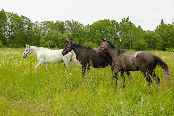 zarif siyah ve beyaz at alanında