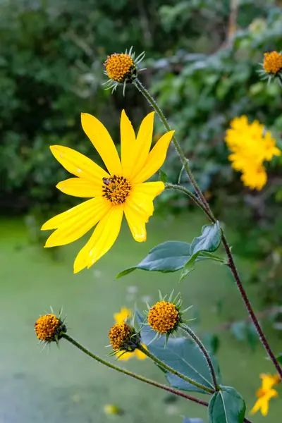 Vackra blommor i solljus, bakgrunden — Stockfoto