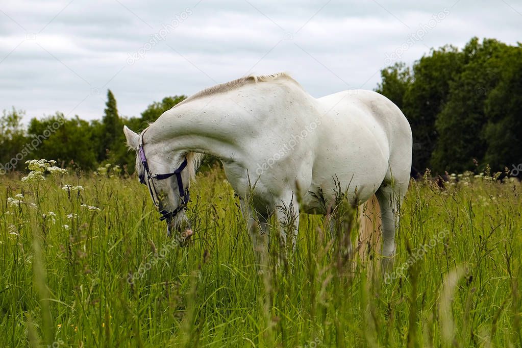 graceful white horse in a field