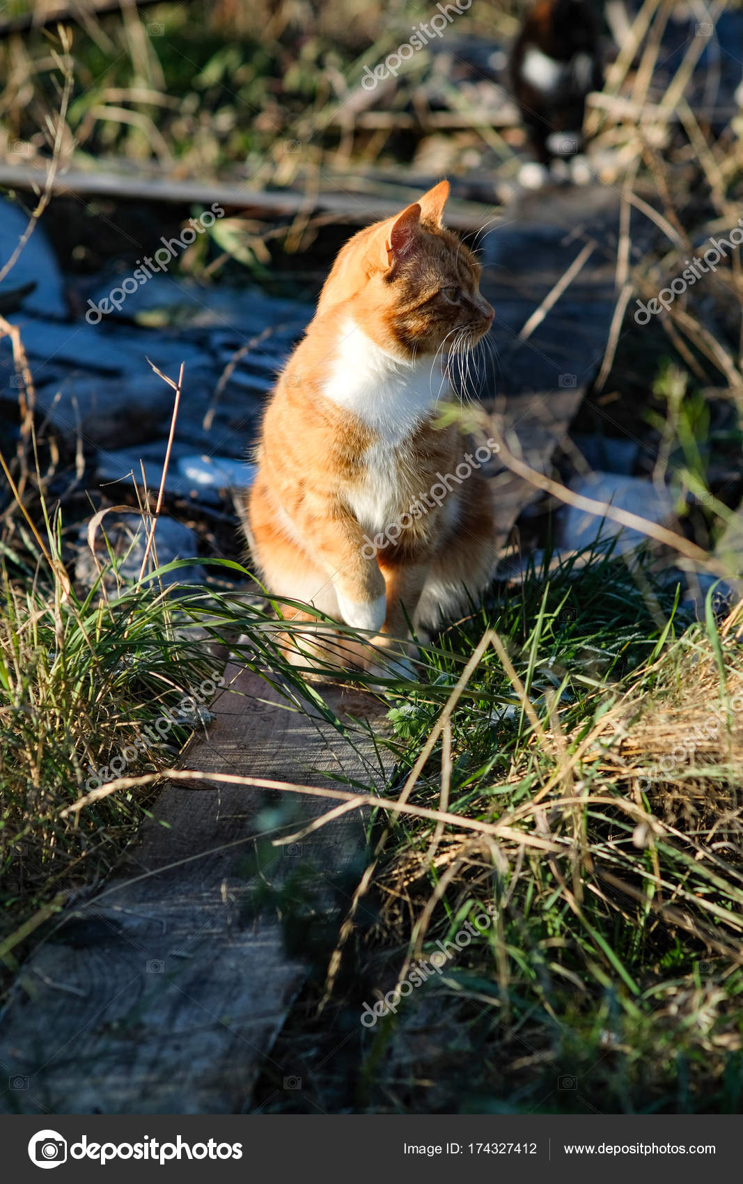 Wild cats in the village — Stock Photo © seroma.72mail.ru 174327412