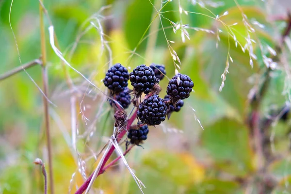 Bela imagem de BlackBerry maduro em um ramo — Fotografia de Stock