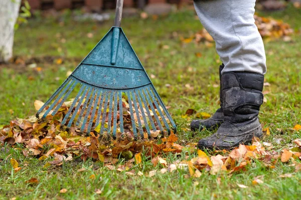 A woman cleans the leaves — Stock Photo, Image