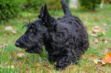 komik yaramaz köpek