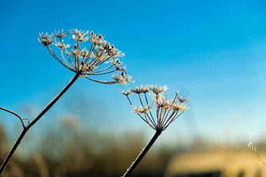 güneş ışığı altında arka plan güzel çiçekler