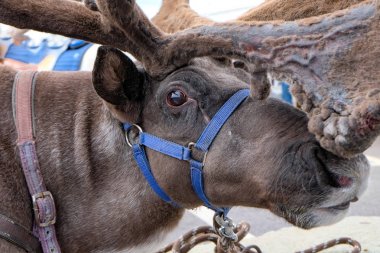yakın mesafeden üzerinden Ren geyiği