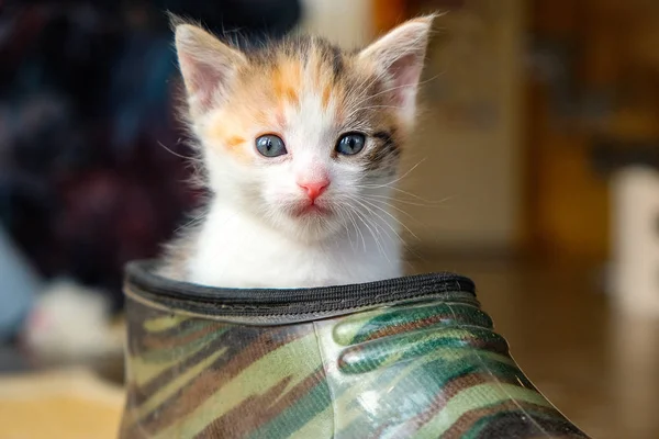 靴の中の子猫 — ストック写真