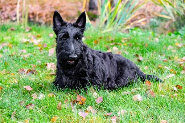 Perro travieso divertido —  Fotos de Stock