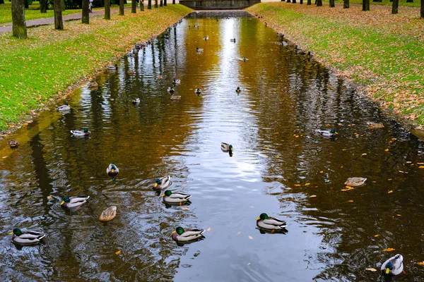 Patos nadam no canal — Fotografia de Stock