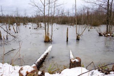 su ormandaki ağaçlar