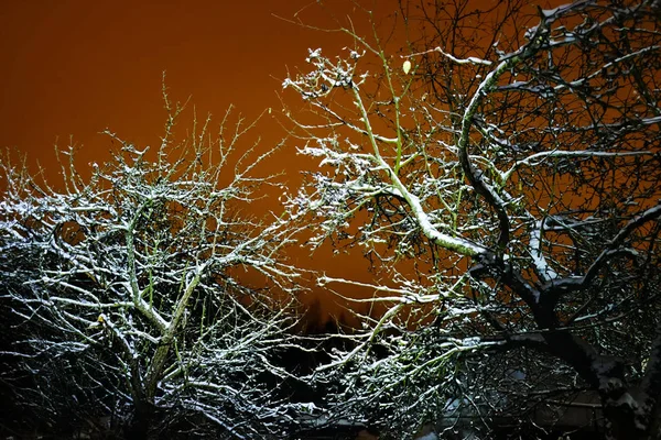 Деревья, освещаемые фарами автомобиля — стоковое фото