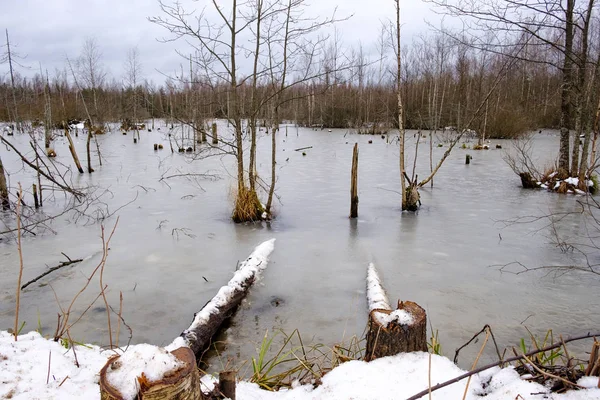 su ormandaki ağaçlar