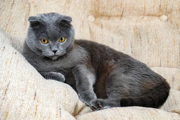 Bir İskoç fold kedi portresi