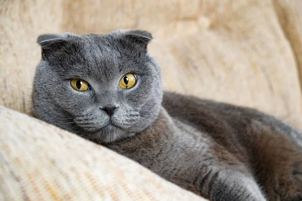 Retrato de um gato escocês — Fotografia de Stock