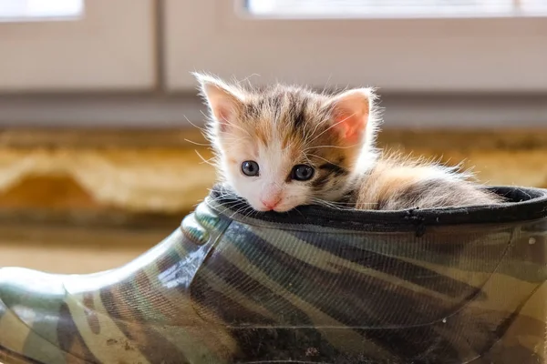靴の中の子猫 — ストック写真