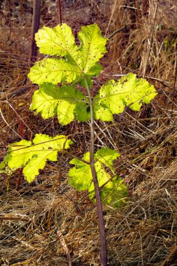 alan Hogweed kurutulmuş