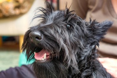 komik yaramaz köpek