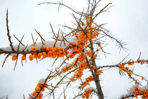 Bagas do-mar-buckthorn amarelas em um ramo — Fotografia de Stock