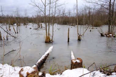 su ormandaki ağaçlar