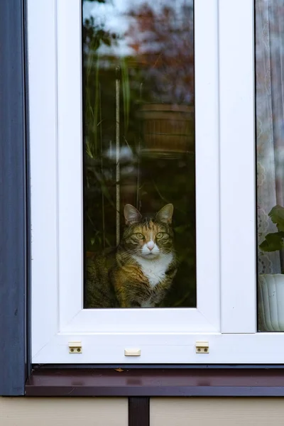 O gato senta-se na janela — Fotografia de Stock
