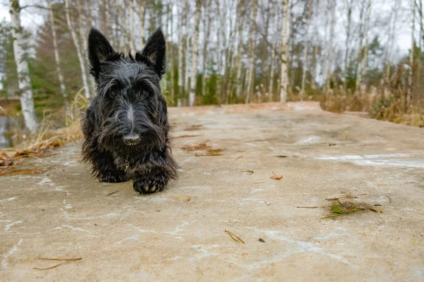 Perro travieso divertido —  Fotos de Stock