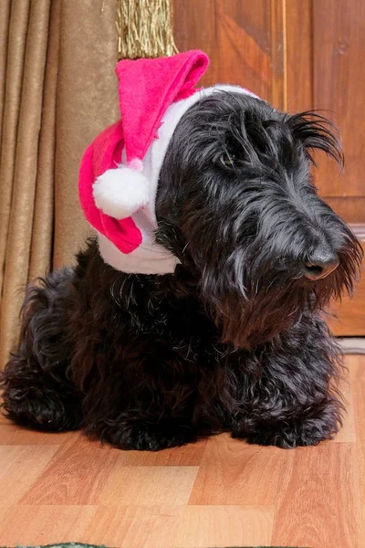 Engraçado safado cão no Santa chapéu — Fotografia de Stock