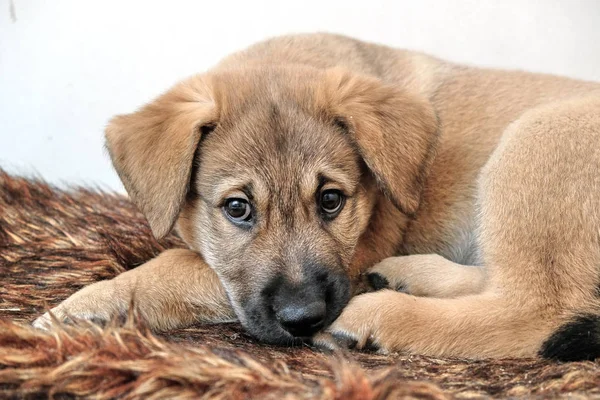 funny puppy Golden Retriever