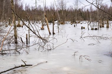 su ormandaki ağaçlar
