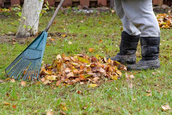 Жінка очищає листя — стокове фото