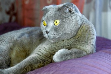 Bir İskoç fold kedi portresi