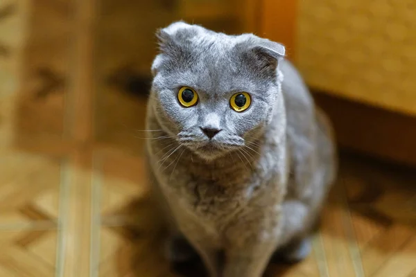 Portrait of a Scottish fold cat — Stock Photo, Image