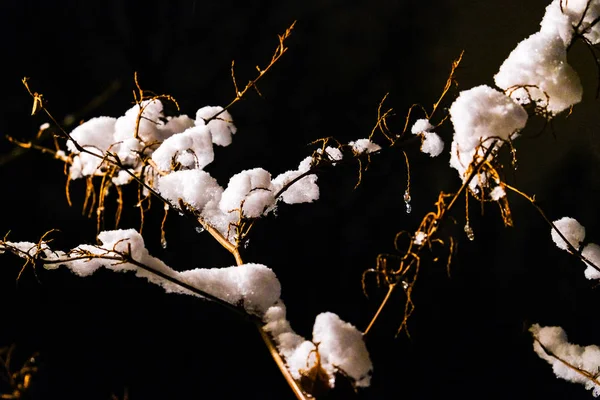 Ramas en la nieve al amanecer —  Fotos de Stock