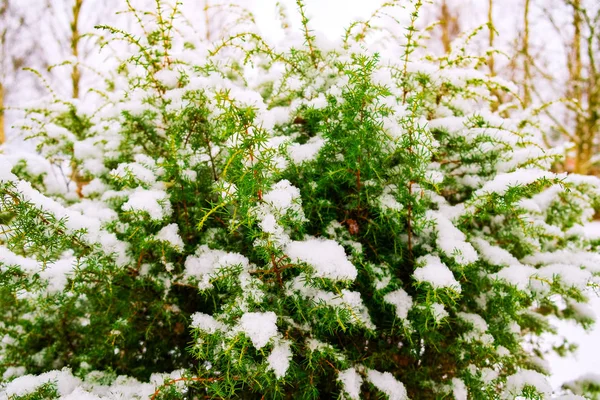 Gyönyörű puha fenyő a hóban — Stock Fotó