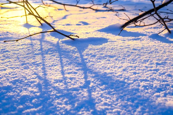Ramas en la nieve al amanecer —  Fotos de Stock