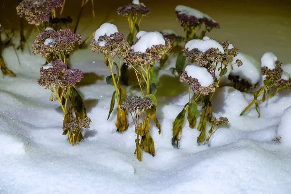 雪の中での最後の年花 — ストック写真