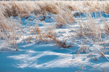 Şafakta karda dalları